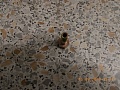 Болт ТНВД обратный ЛВ300002189 Болт ТНВД обратный ЛВ300002189